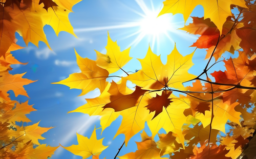 How to describe the color of maple leaves?